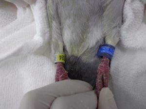 Anilha de Superviviente, que permitiu sua identificação