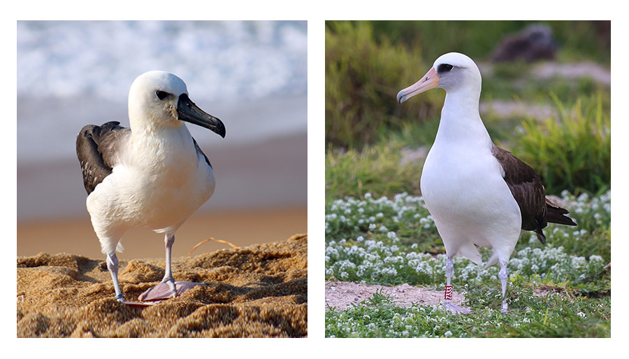 Anilhas e albatrozes